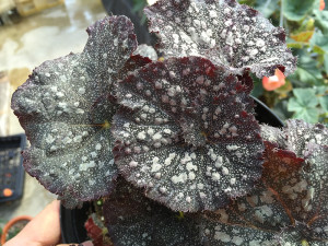 Curly Purple Stardust2