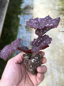 Curly Purple Stardust5