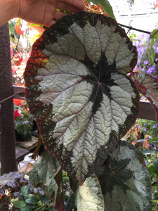 Elephant ear