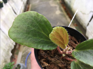 Begonia blancii