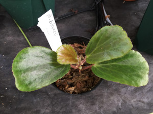 Begonia blancii2