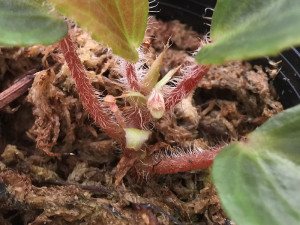 Begonia blancii3