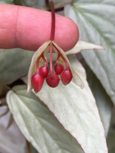 Flower of a begonia12