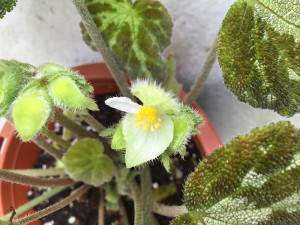 Flower of a begonia14