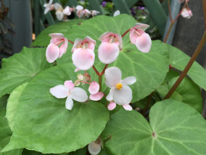 Flower of a begonia4