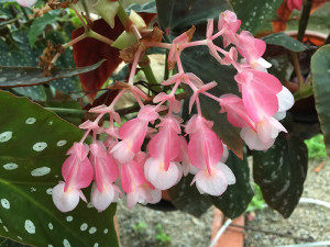 Flower of a begonia7