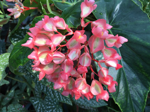 Flower of a begonia9