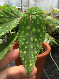 chlorosticta(sp)Hard leaf