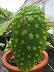 chlorosticta(sp)Hard leaf1