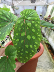chlorosticta(sp)Hard leaf2