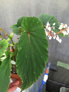 chlorosticta(sp)Hard leaf5