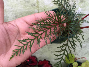 bipinnatifida(sp)13