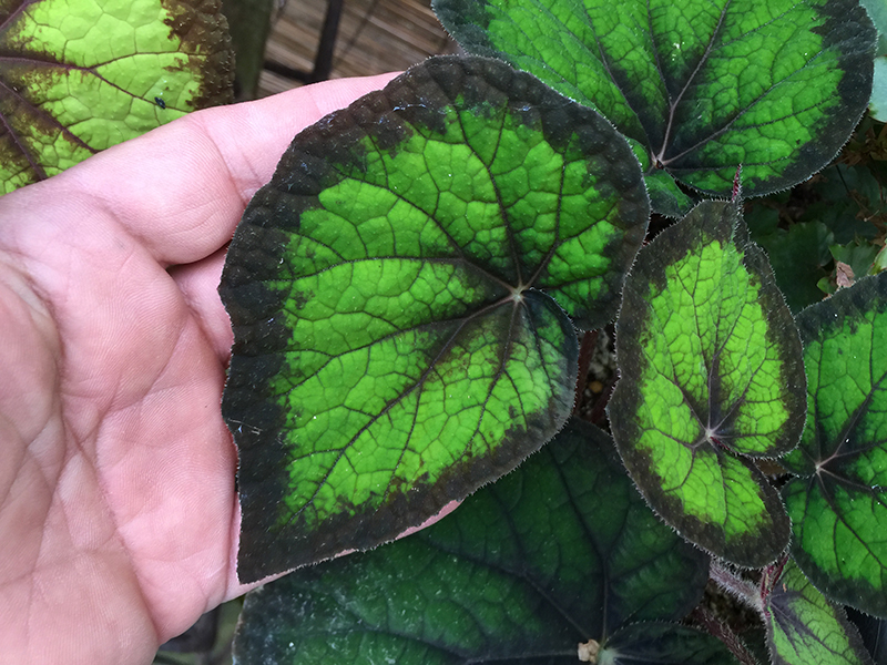 自家交配のbegoniaグレモア（グリーンゴッデス×シゼモレア）の
