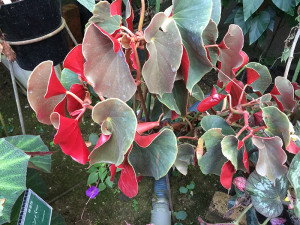 sanguinea(sp)2