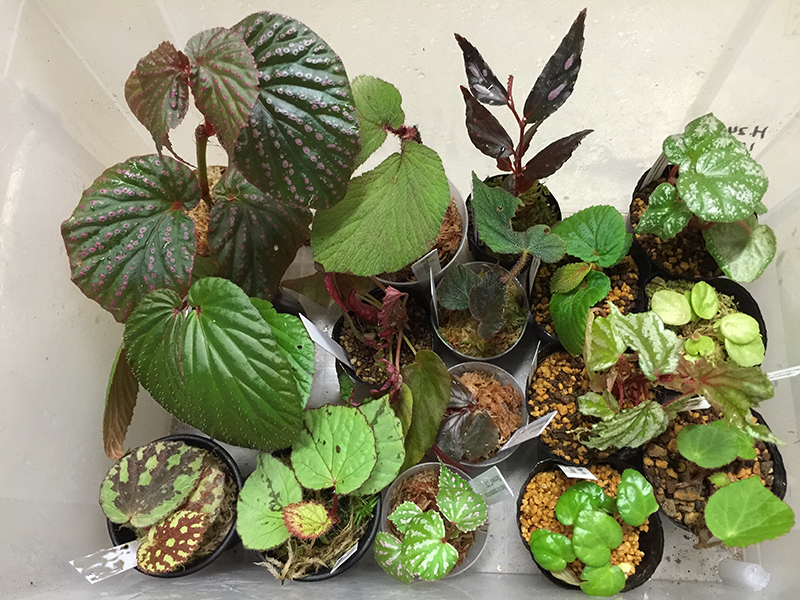 The Begonia Acquisition New By Border Break Begonia Club