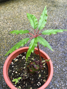 carolineifolia (sp)