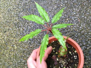 carolineifolia (sp)2