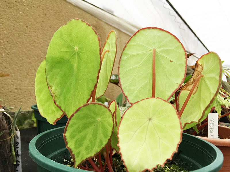 scapigera – Begonia Club