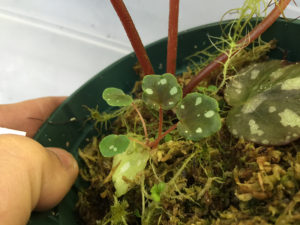 begonia sp ?2