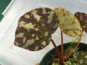 begonia sp?