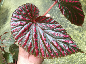 brevirimosa(sp)syn. exotica ブレウリモーサ – Begonia Club