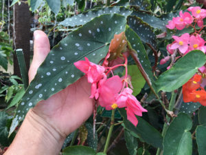 Hokutoshichisei　ホクトシチセイ