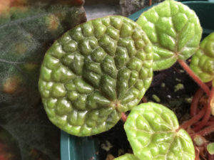 bullatifolia