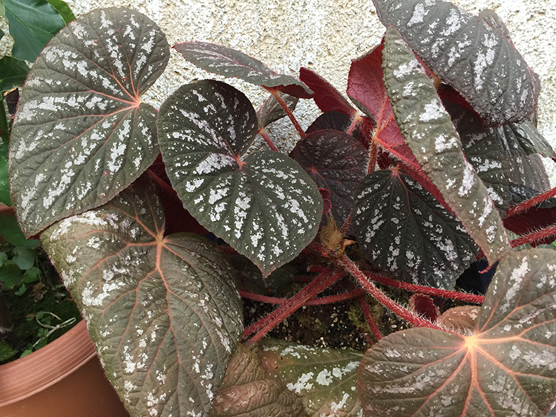 Thai sp タイSP – Begonia Club