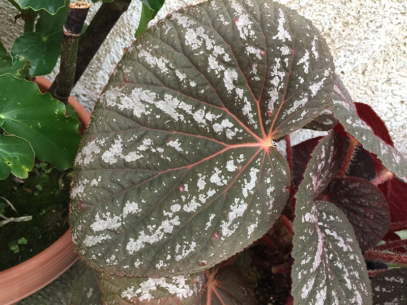 Thai sp タイSP – Begonia Club