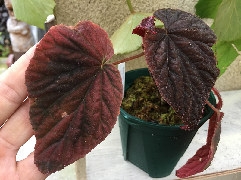 lugonis(sp) ルゴニス – Begonia Club lugonis(sp) ルゴニス – Begonia Club