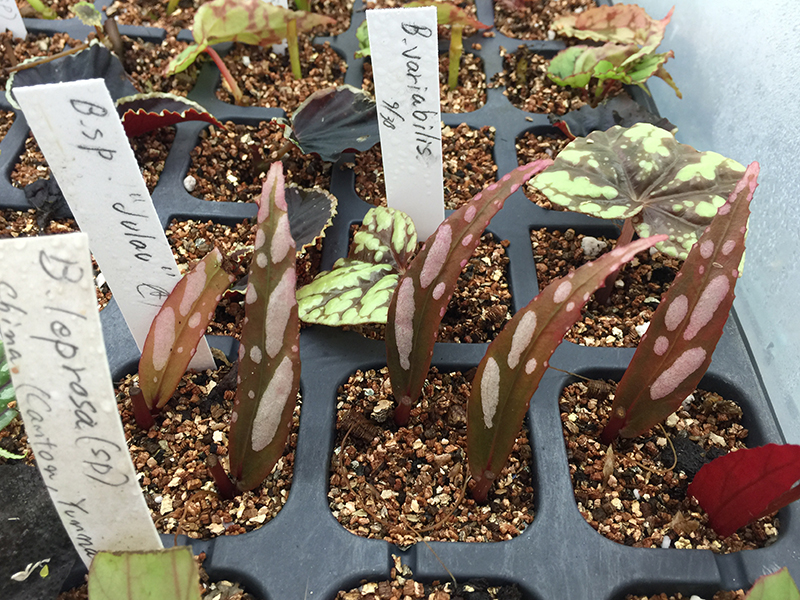 Cuttings Of Begonia ベゴニアの挿し木 Begonia Club