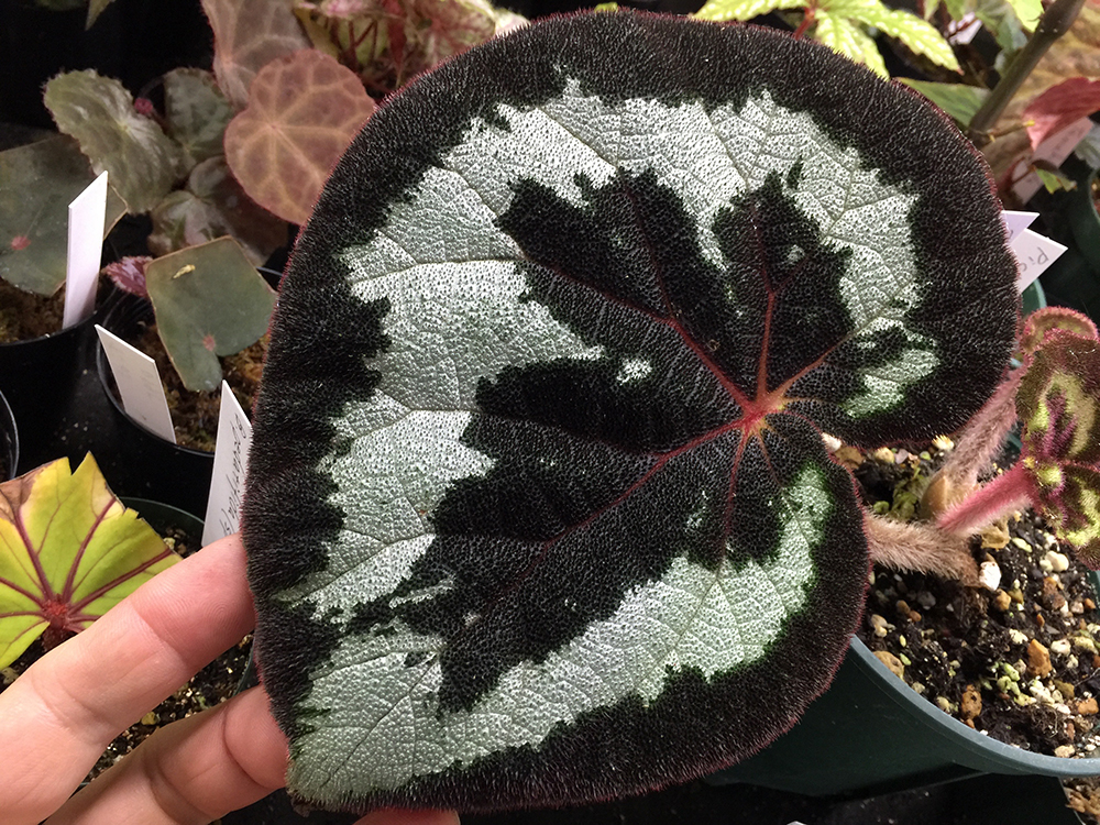 Begonia picturata 原種ベゴニア