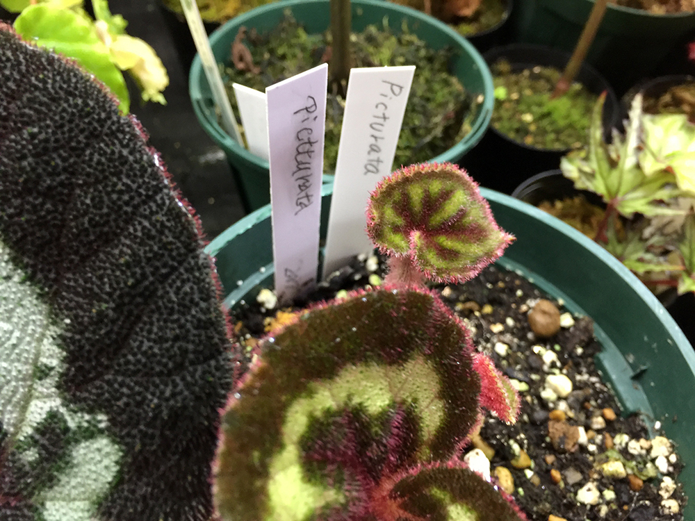【ギフト】 B.picturataピクチュラータ – Club Begonia その他観葉植物