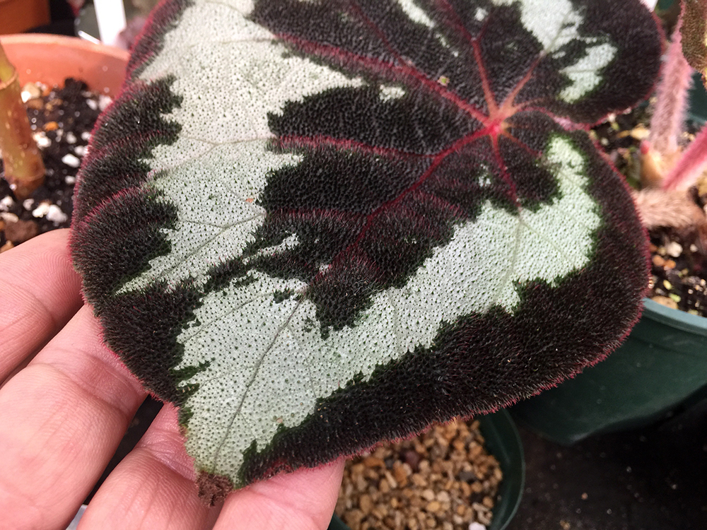 Begonia picturata 原種ベゴニア