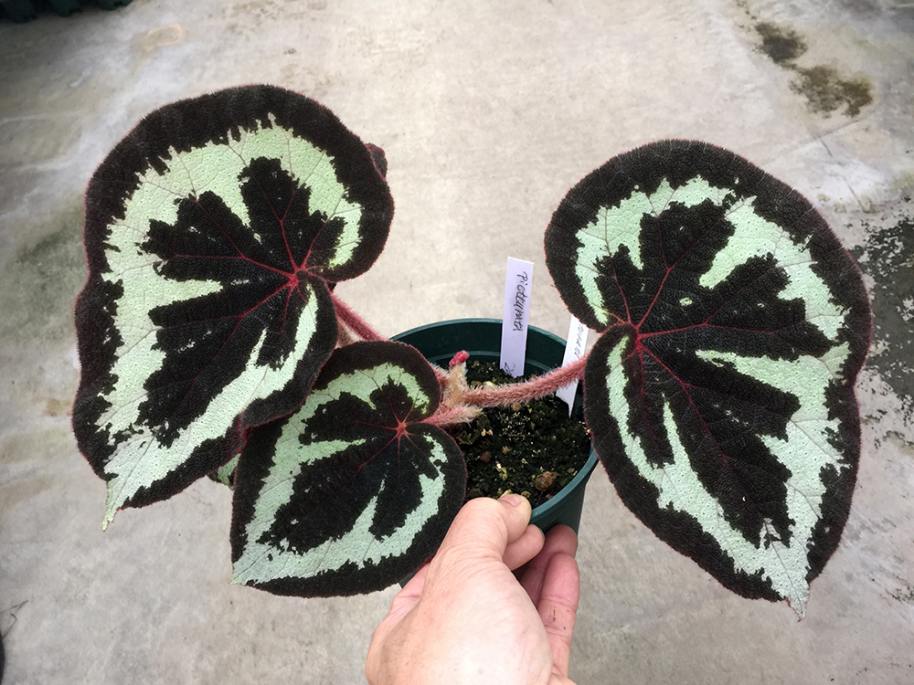 Begonia picturata 原種ベゴニア