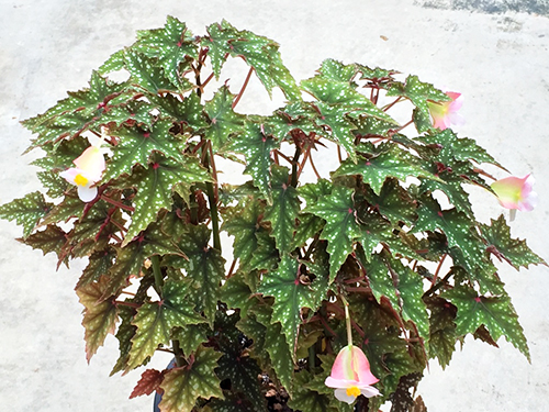 Izumonokiraboshi/イズモノキラボシ – Begonia Club