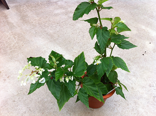 Perfectiflora/パーフェクティフローラ