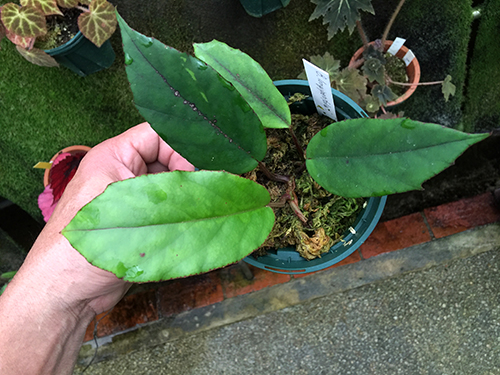 longipetiolata(sp)syn.gladiifolia（longipetifolia）/ロンギペティオラータ