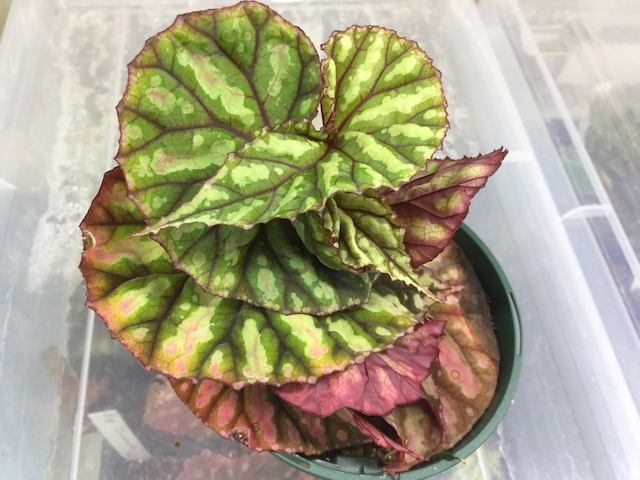 新春特価　限定5株❣️Begonia Delok デロック ！原種ベゴニア　C 新春特価 限定5株❣️Begonia Delok デロック ！原種ベゴニア C B.sp