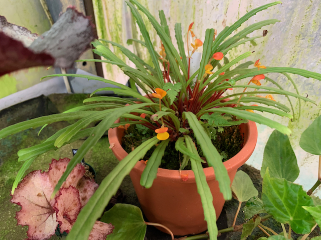 vittariifolia/ビタリフォリア