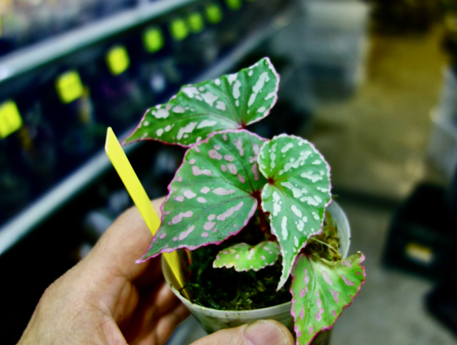 Know Your Begonias ベゴニア Know Your Begonias ベゴニア Know Your