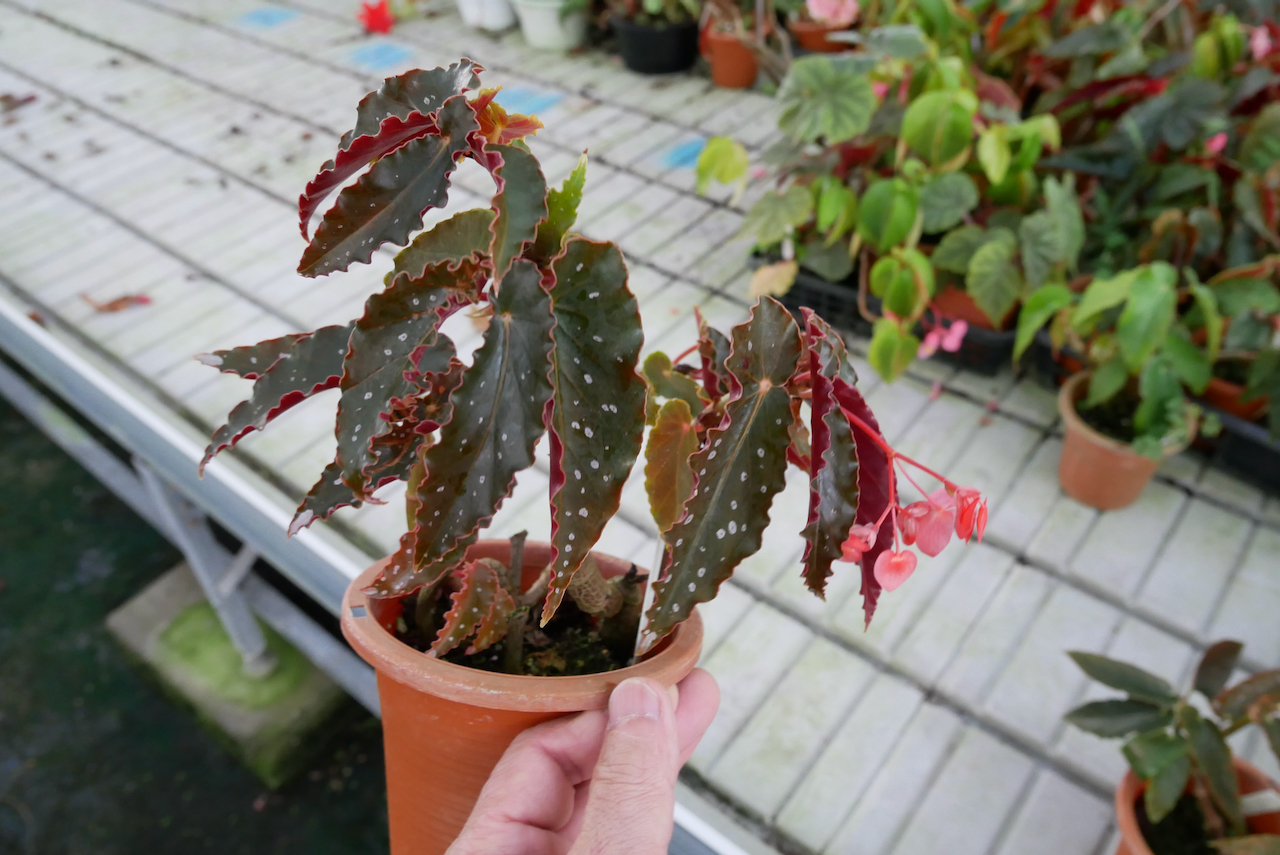 Pinafore Begonia Club